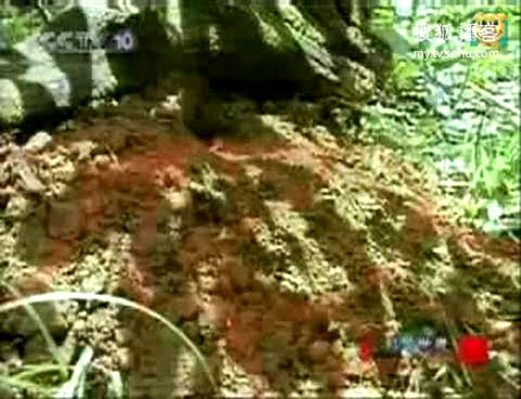 “豪门国际pg电子”开启全球化战略元年 长城汽车如何走向世界市场